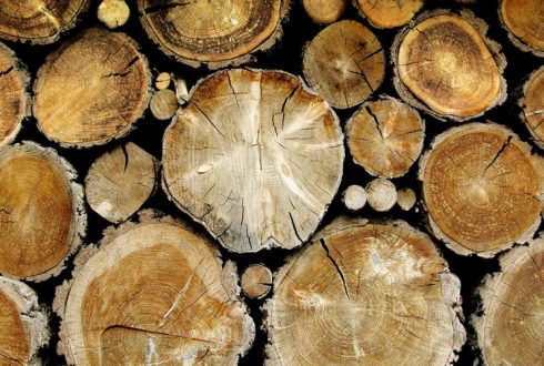 Дерево як матеріал майбутнього