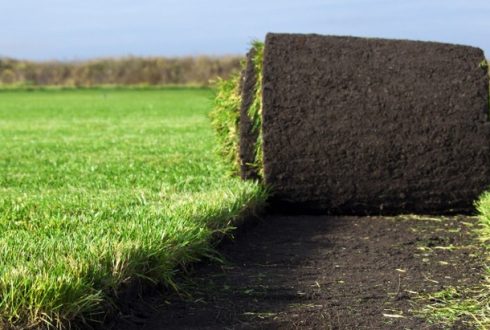 Види і переваги рулонного газону