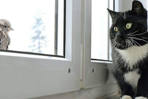 Як правильно утеплити балкон зсередини?